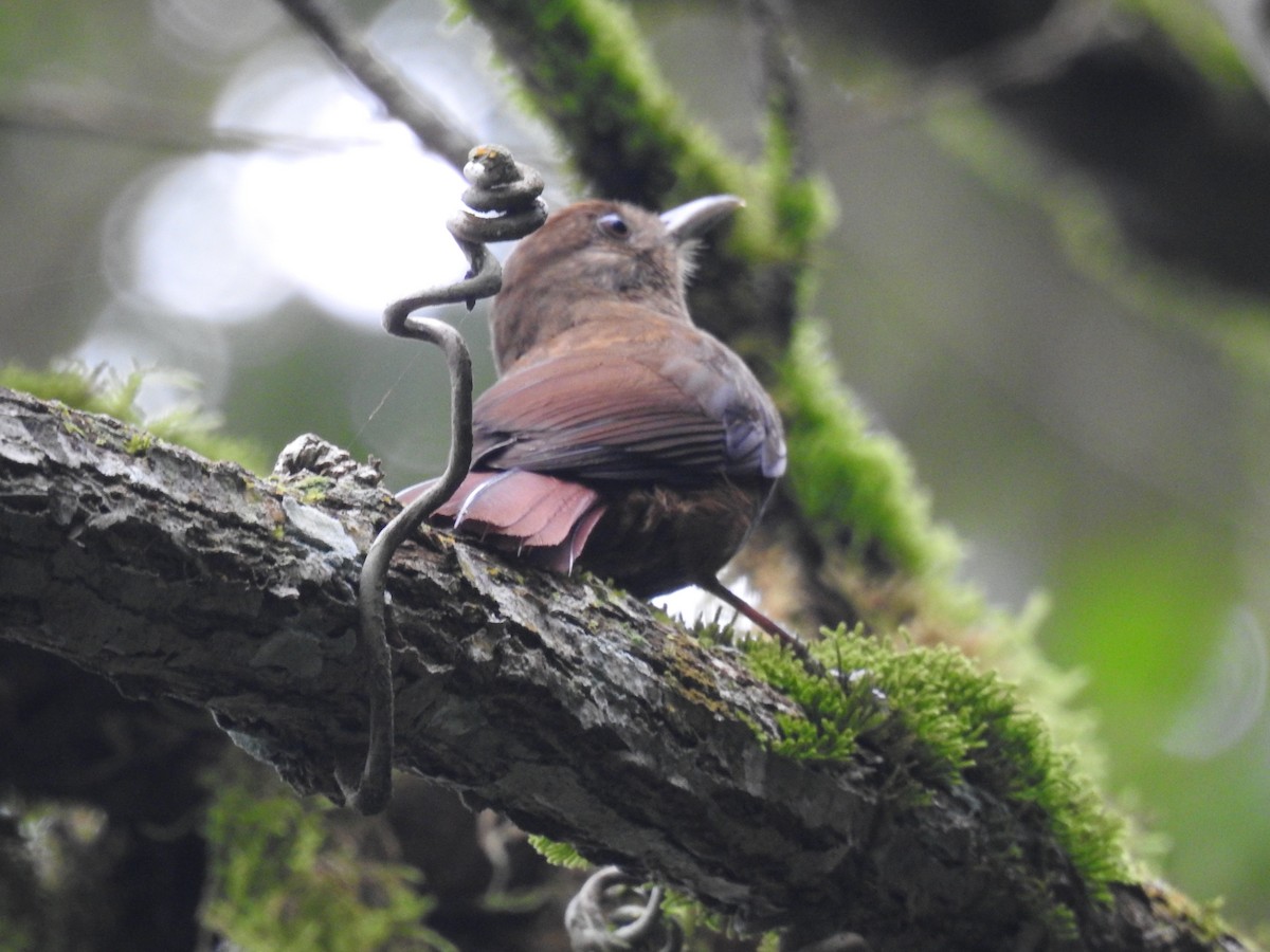 Plain-winged Woodcreeper (Plain-winged) - ML638241259