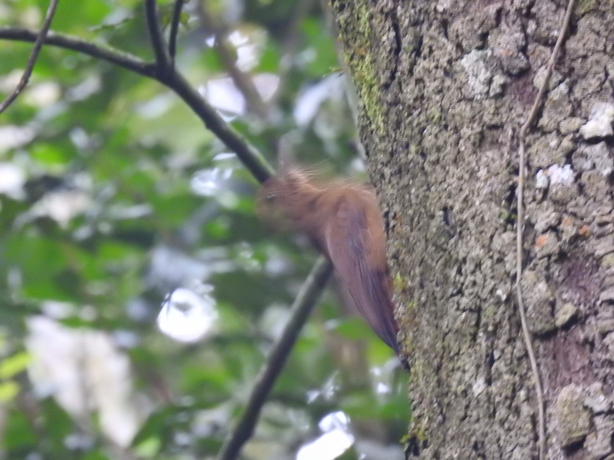 Plain-winged Woodcreeper (Plain-winged) - ML638241261