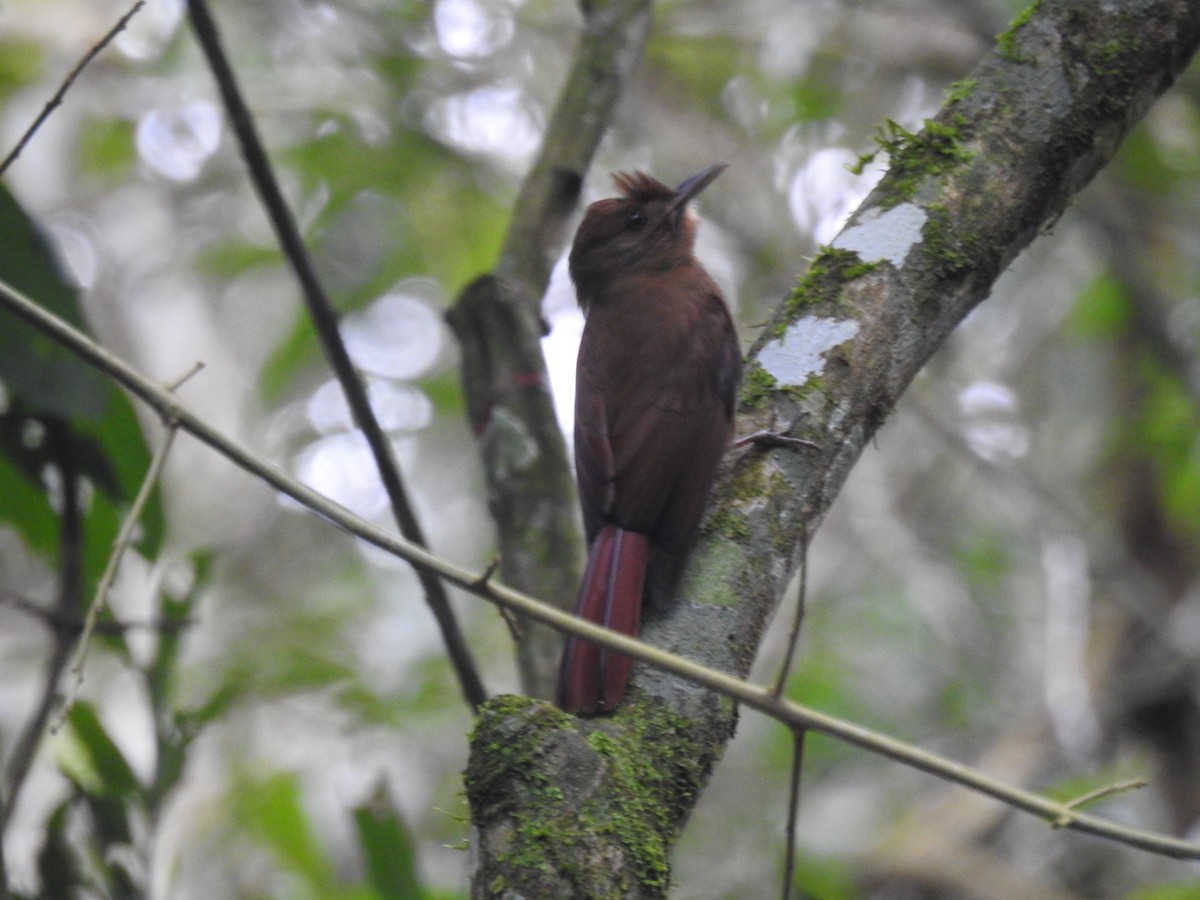 Plain-winged Woodcreeper (Plain-winged) - ML638241262