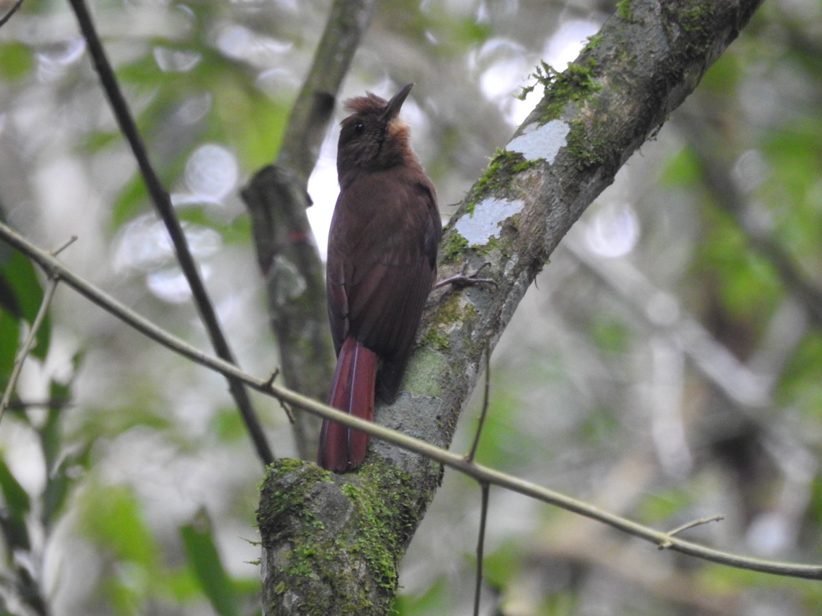 Plain-winged Woodcreeper (Plain-winged) - ML638241263