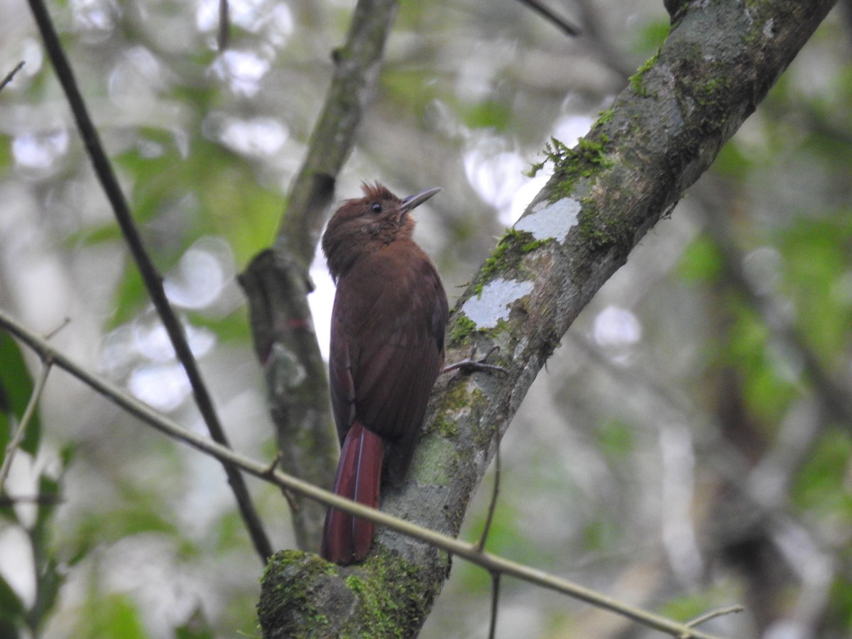 Plain-winged Woodcreeper (Plain-winged) - ML638241264