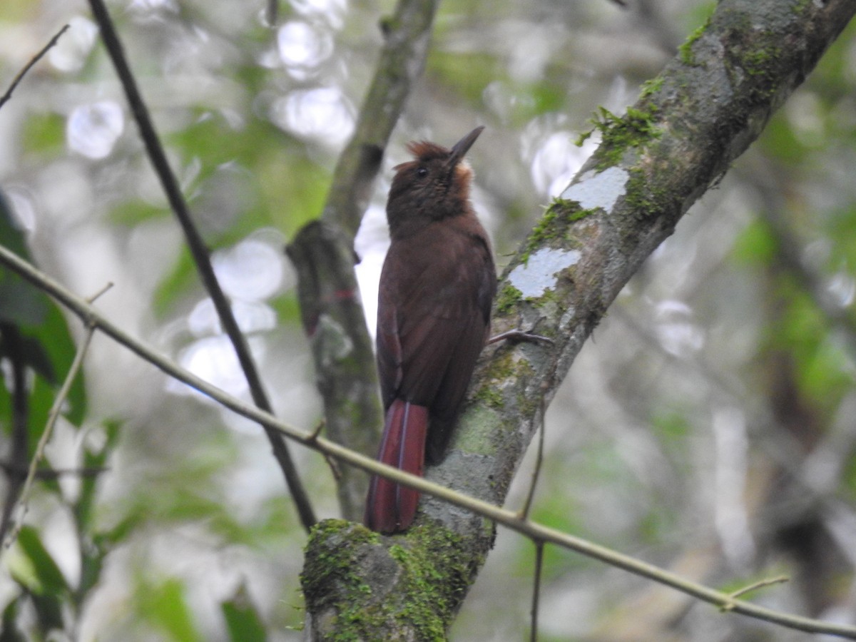 Plain-winged Woodcreeper (Plain-winged) - ML638241265