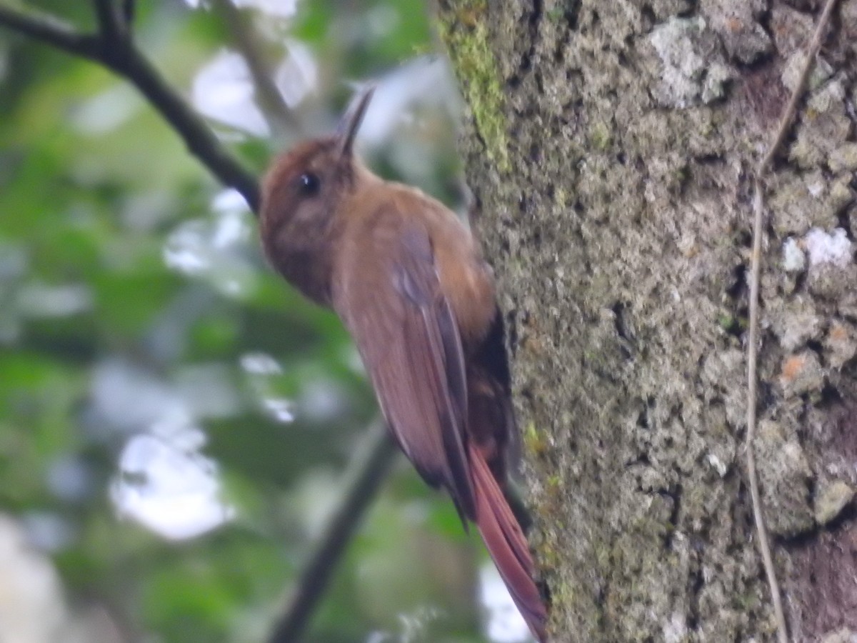 Plain-winged Woodcreeper (Plain-winged) - ML638241266