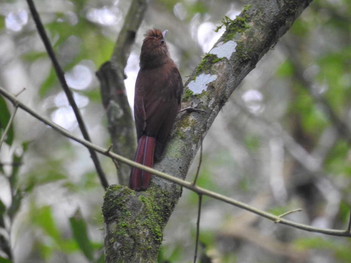 Plain-winged Woodcreeper (Plain-winged) - ML638241267