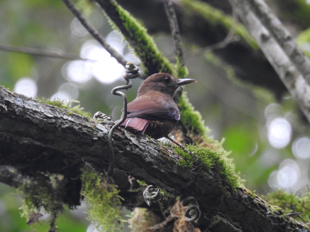 Plain-winged Woodcreeper (Plain-winged) - ML638241268