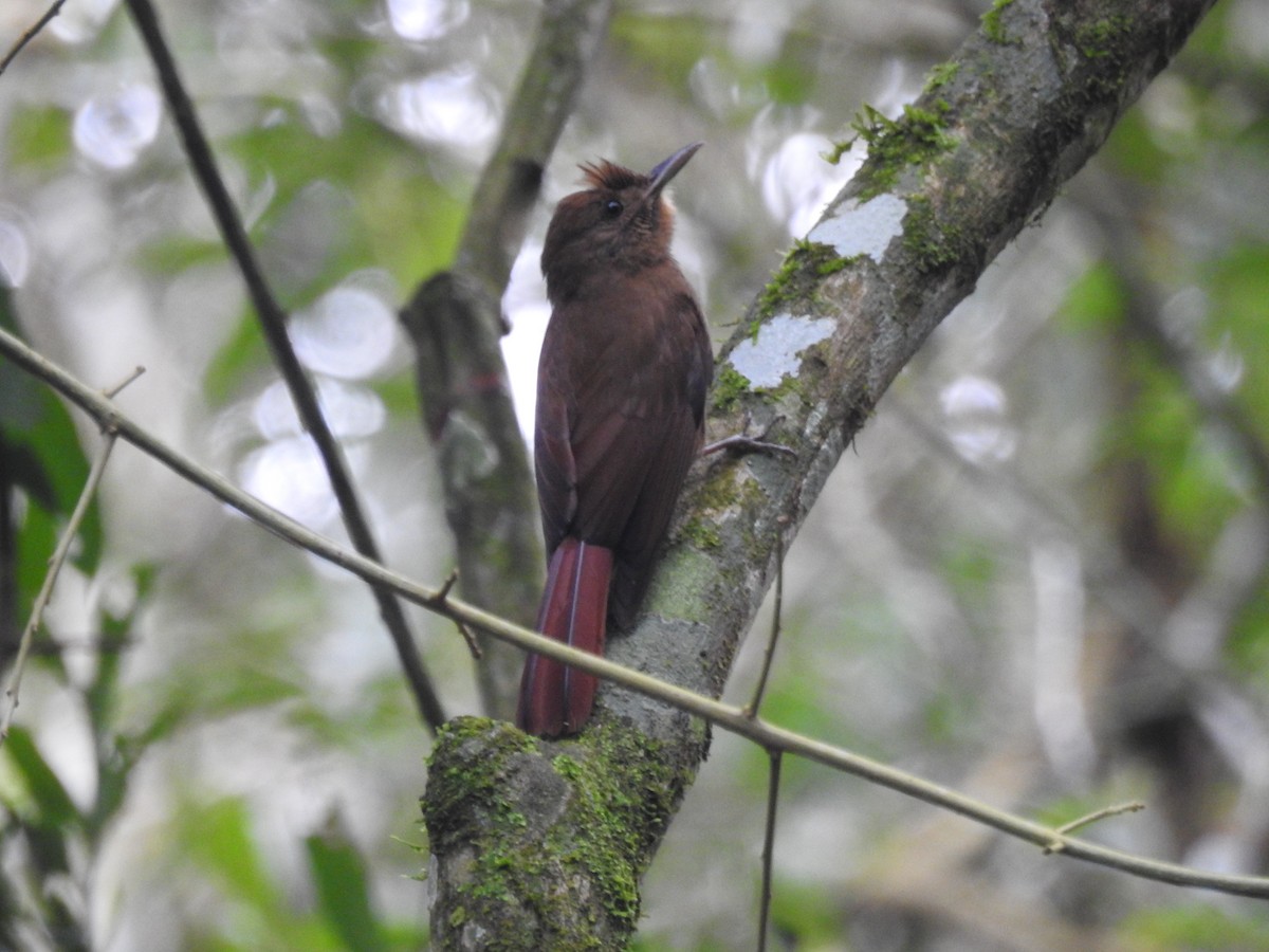 Plain-winged Woodcreeper (Plain-winged) - ML638241269