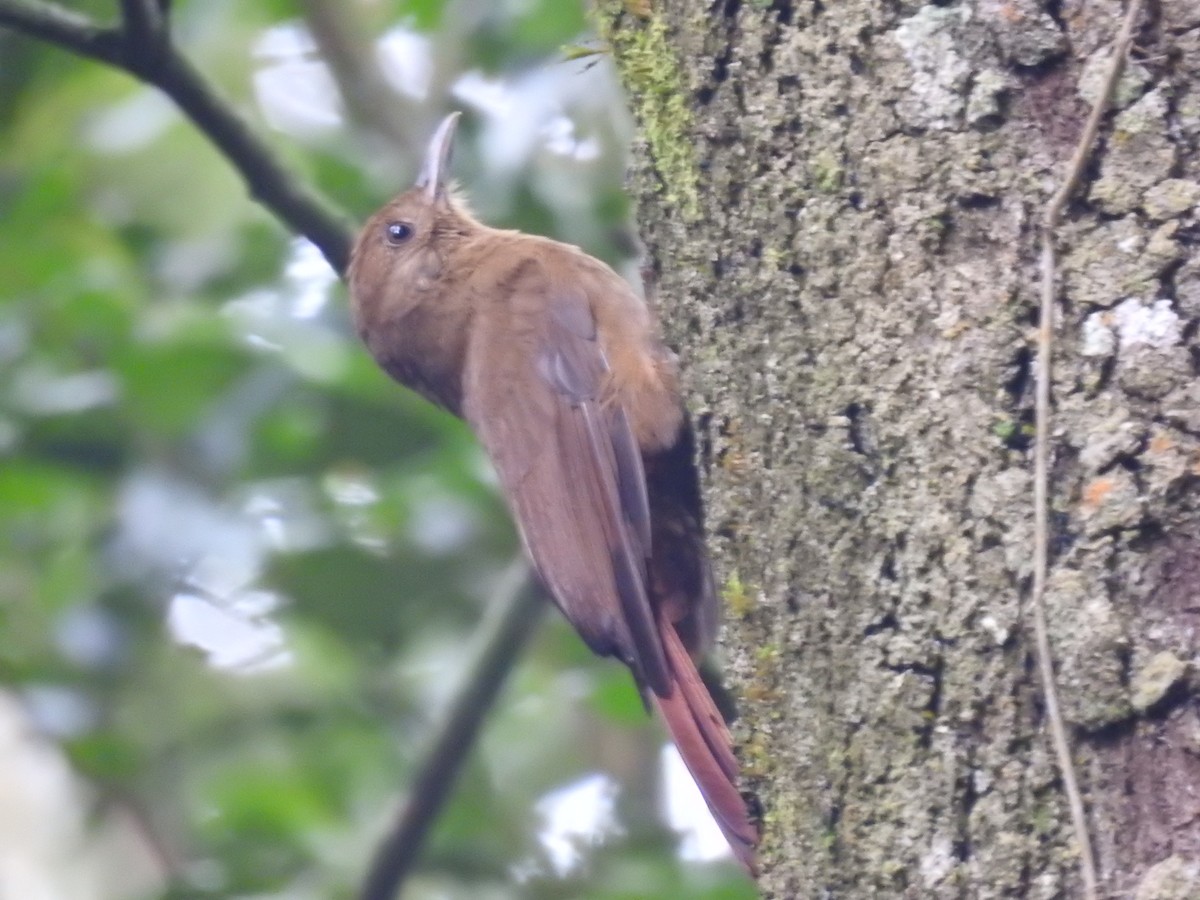 Plain-winged Woodcreeper (Plain-winged) - ML638241271