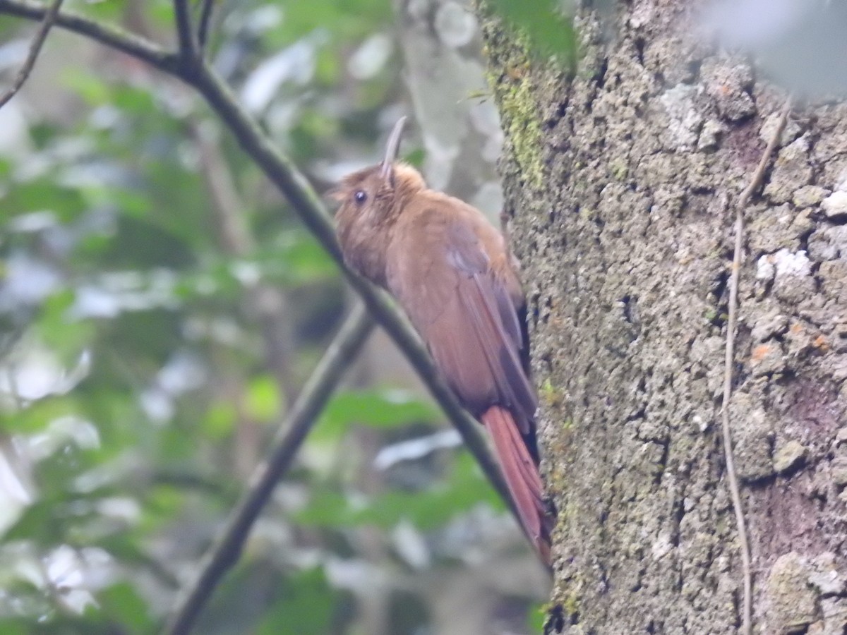 Plain-winged Woodcreeper (Plain-winged) - ML638241272