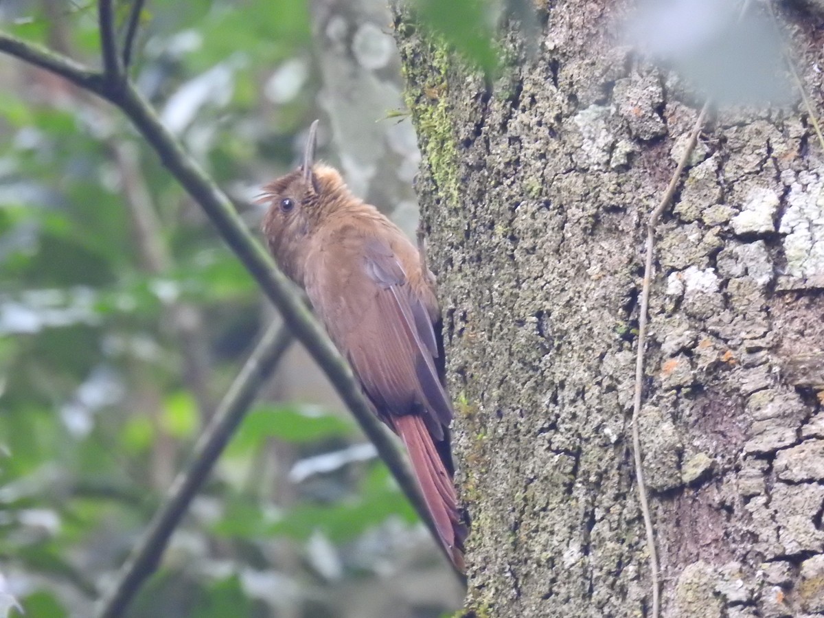 Plain-winged Woodcreeper (Plain-winged) - ML638241273