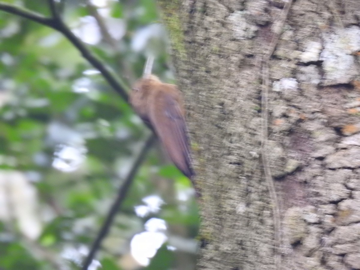Plain-winged Woodcreeper (Plain-winged) - ML638241275