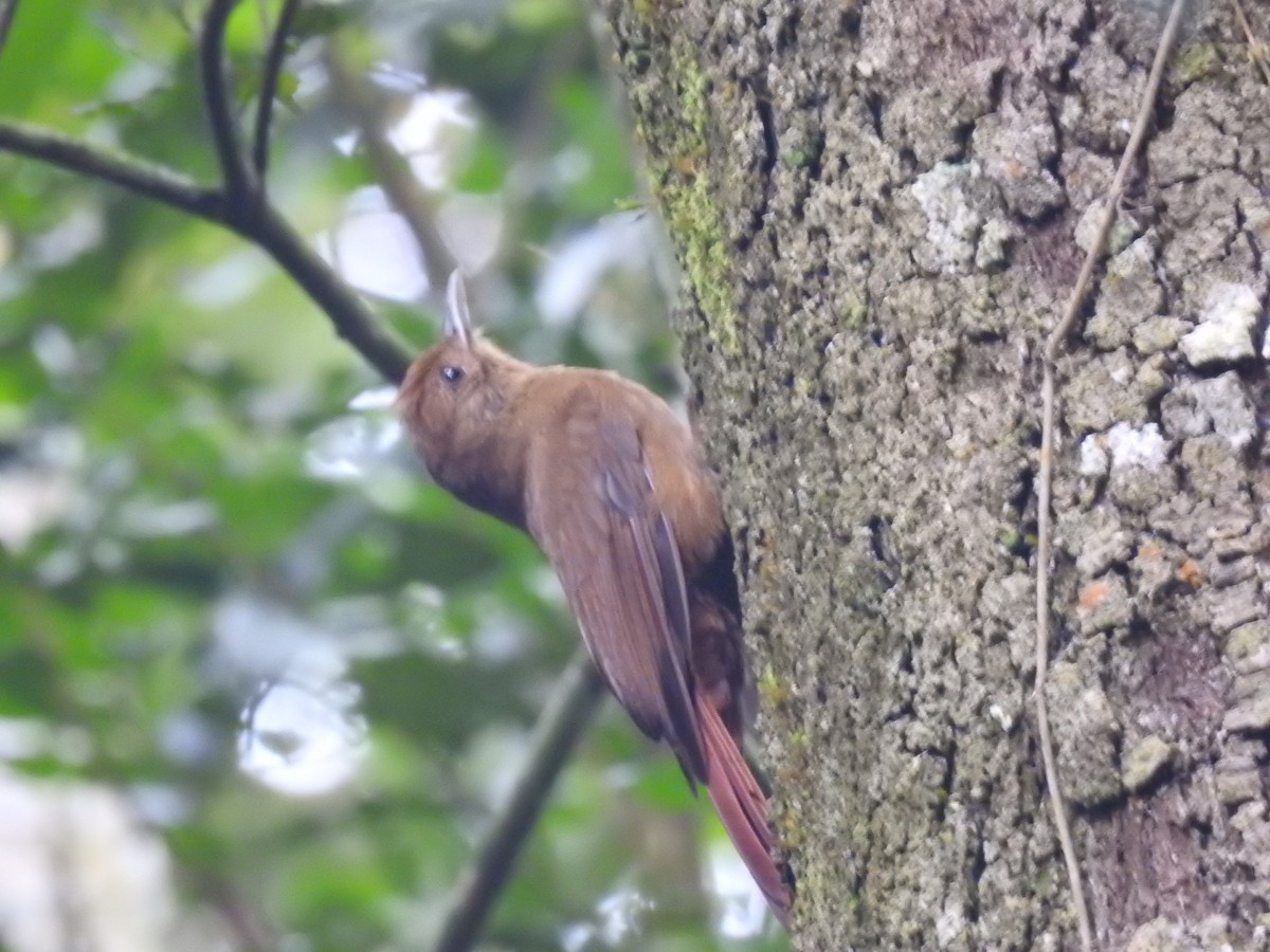 Plain-winged Woodcreeper (Plain-winged) - ML638241276