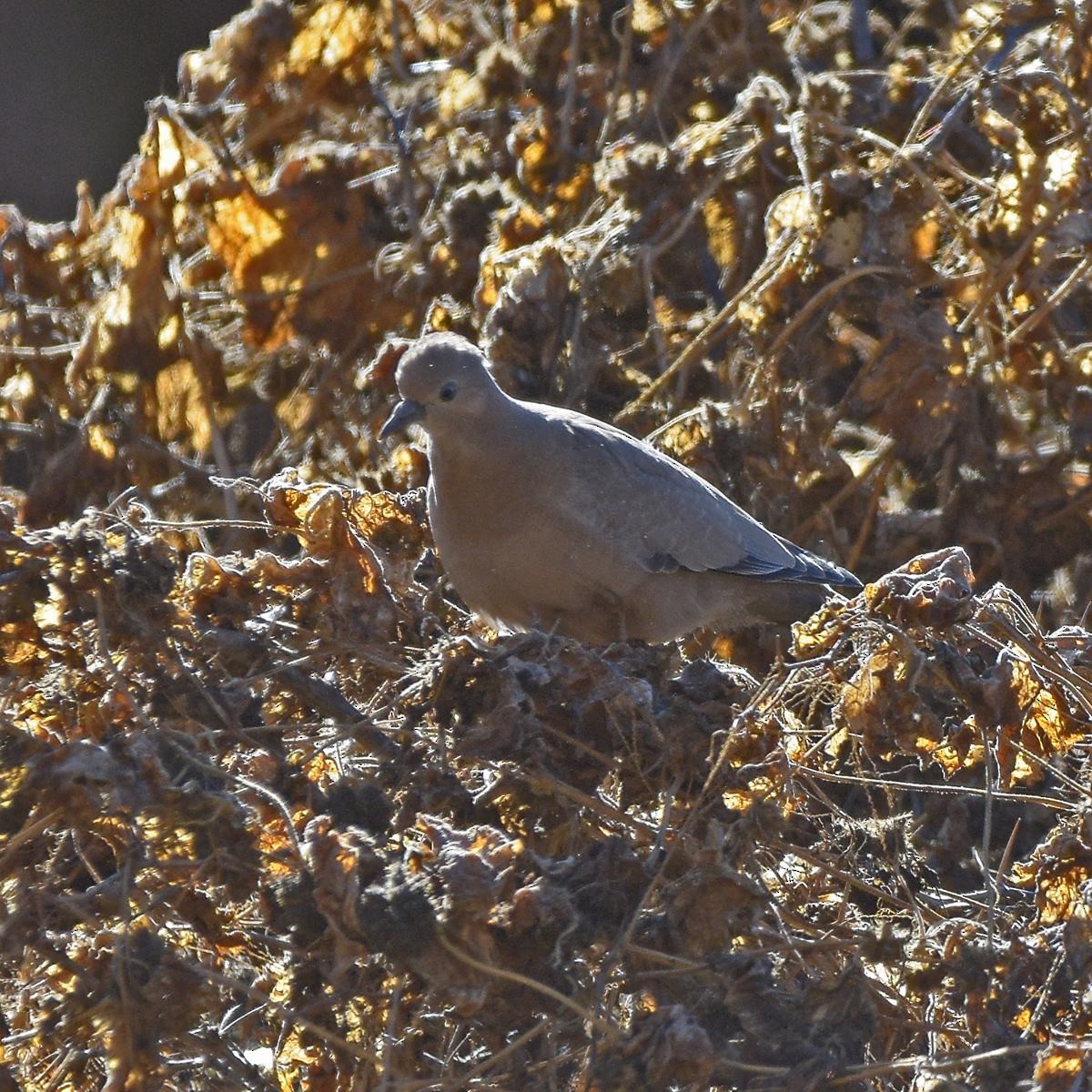 Black-winged Ground Dove - ML638241283