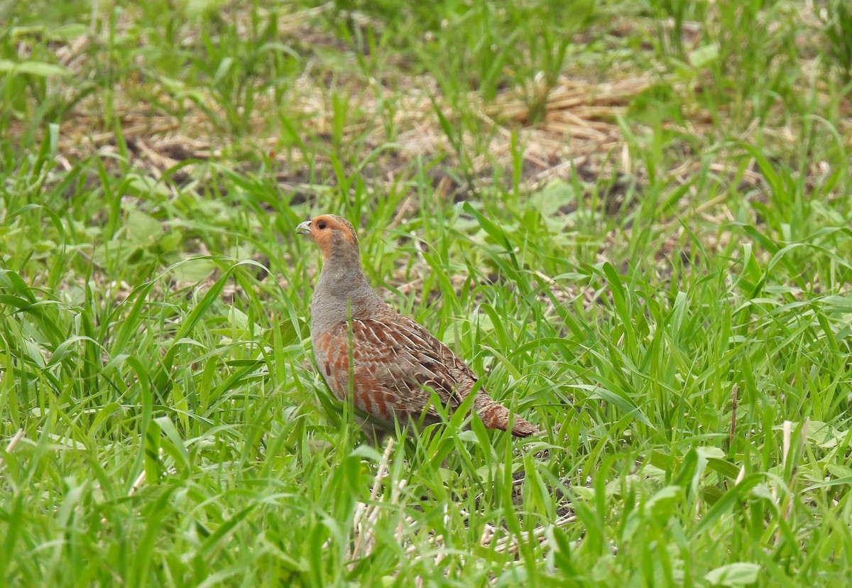 Gray Partridge - ML638241305