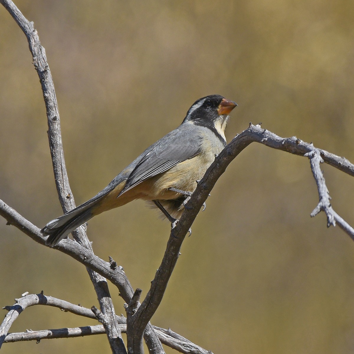 Golden-billed Saltator - ML638241318
