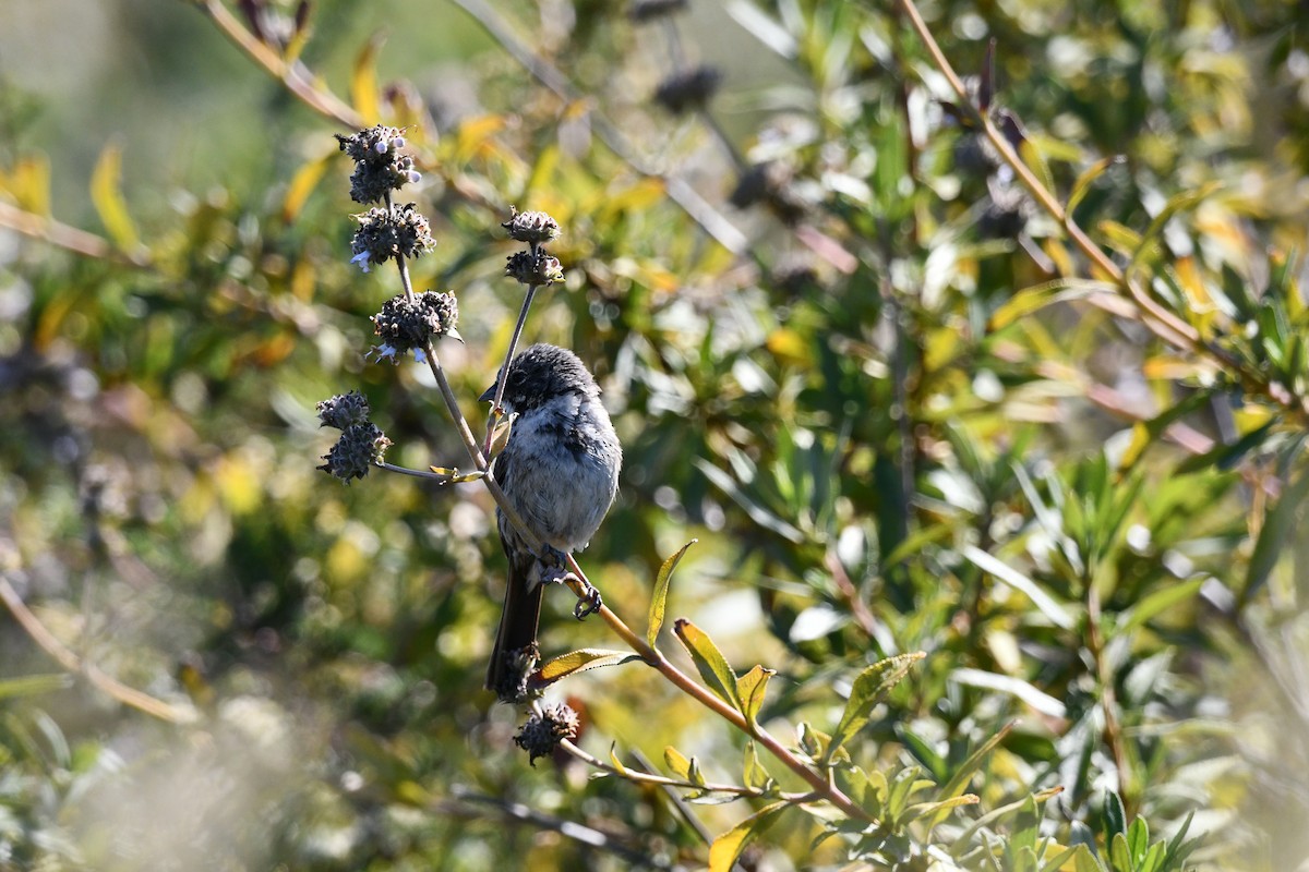 Bell's Sparrow (belli) - ML638241331