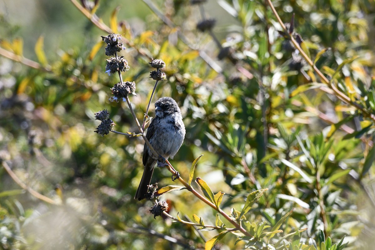 Bell's Sparrow (belli) - ML638241332