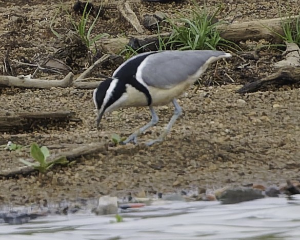 Egyptian Plover - ML638241364