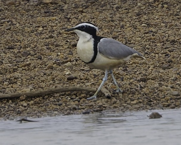 Egyptian Plover - ML638241365