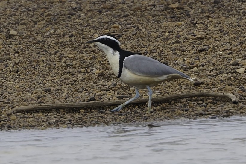 Egyptian Plover - ML638241367