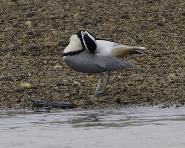 Egyptian Plover - ML638241368