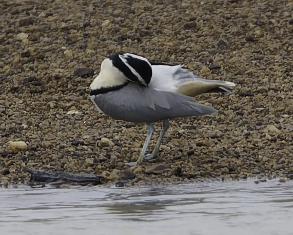 Egyptian Plover - ML638241369