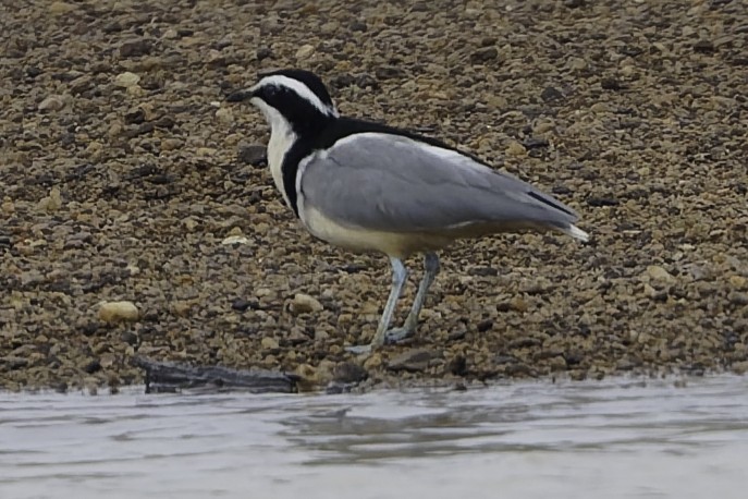 Egyptian Plover - ML638241370