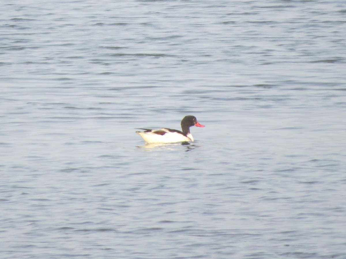 Common Shelduck - ML638241373