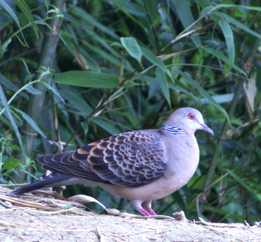 Oriental Turtle-Dove - ML638241374