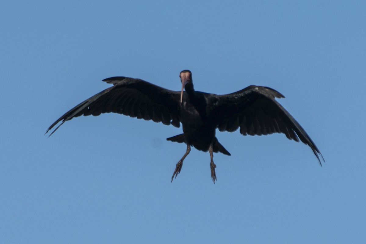 Bare-faced Ibis - ML638241393