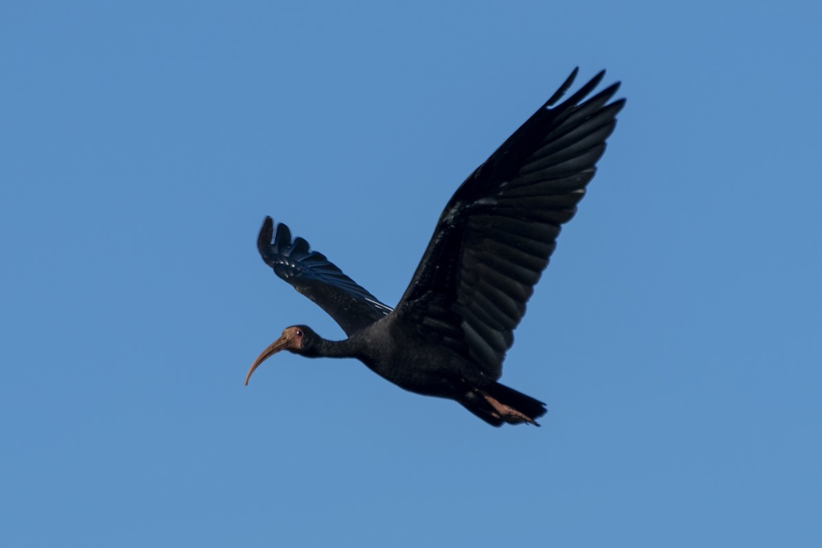Bare-faced Ibis - ML638241394