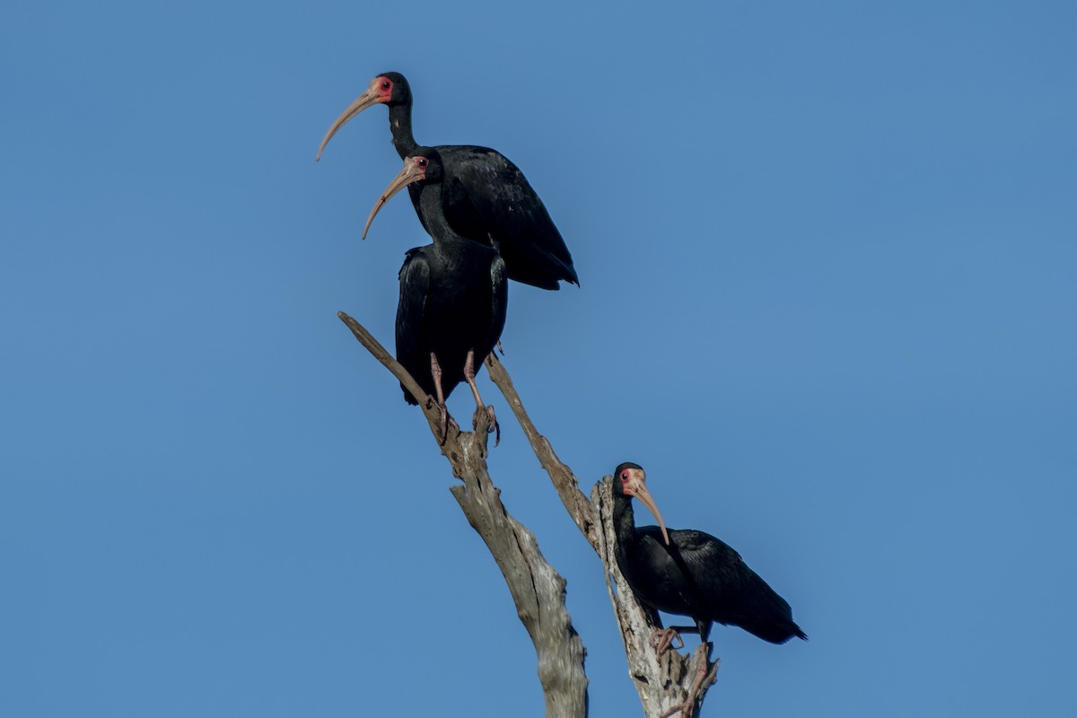 Bare-faced Ibis - ML638241398