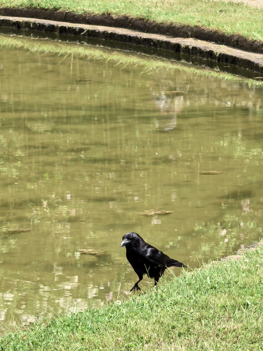 Carrion Crow (Western) - ML638241404