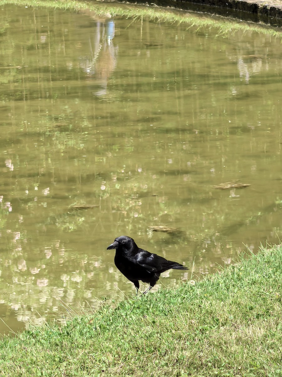 Carrion Crow (Western) - ML638241405
