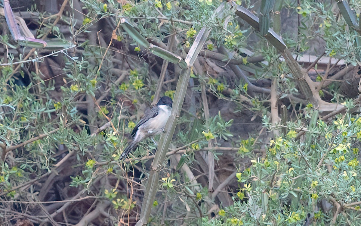 Arabian Warbler - ML638241422