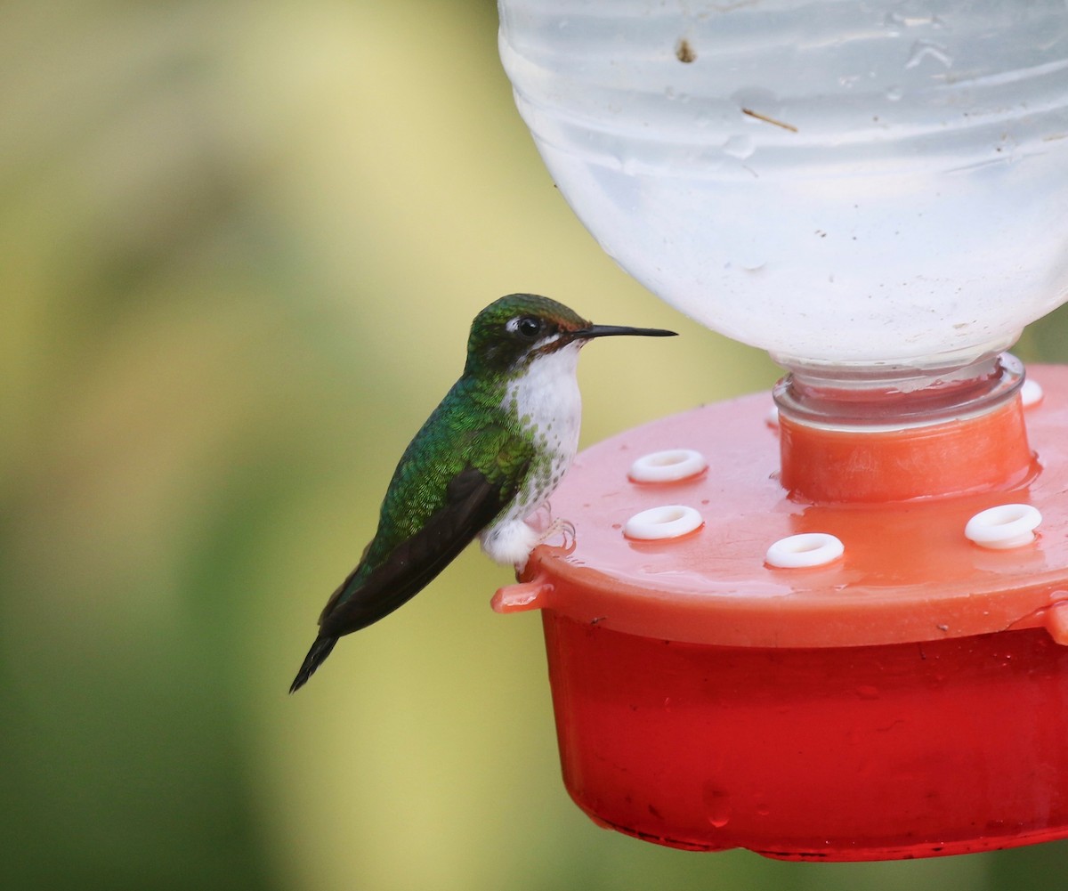 White-booted Racket-tail - ML638241449