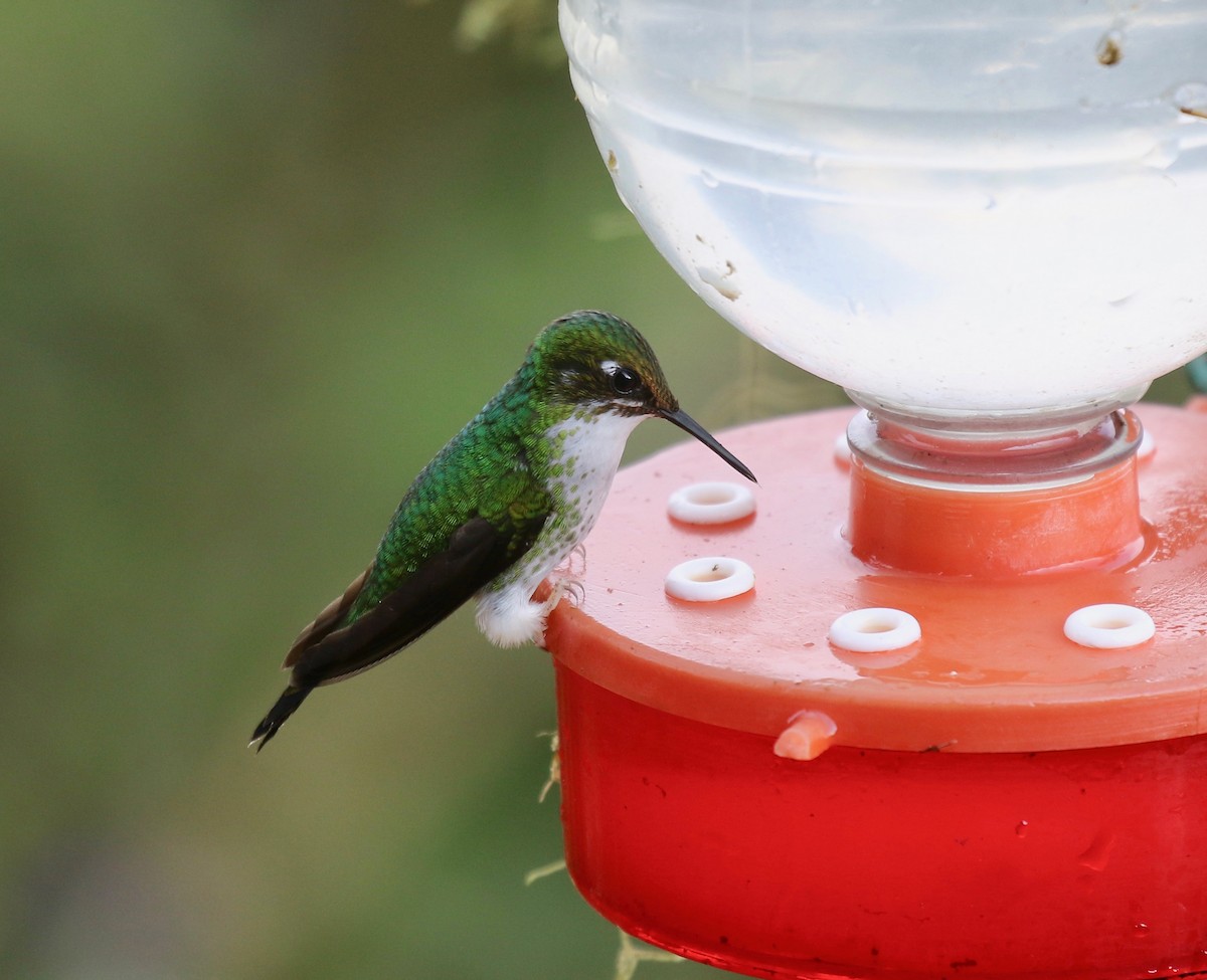 White-booted Racket-tail - ML638241451