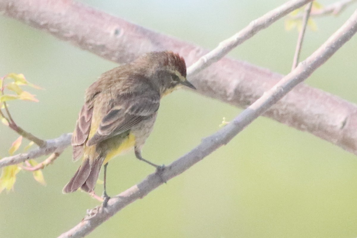 Palm Warbler (Western) - ML638241456