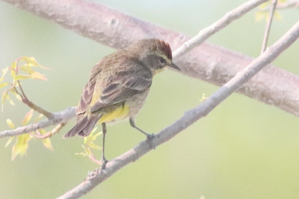 Palm Warbler (Western) - ML638241457