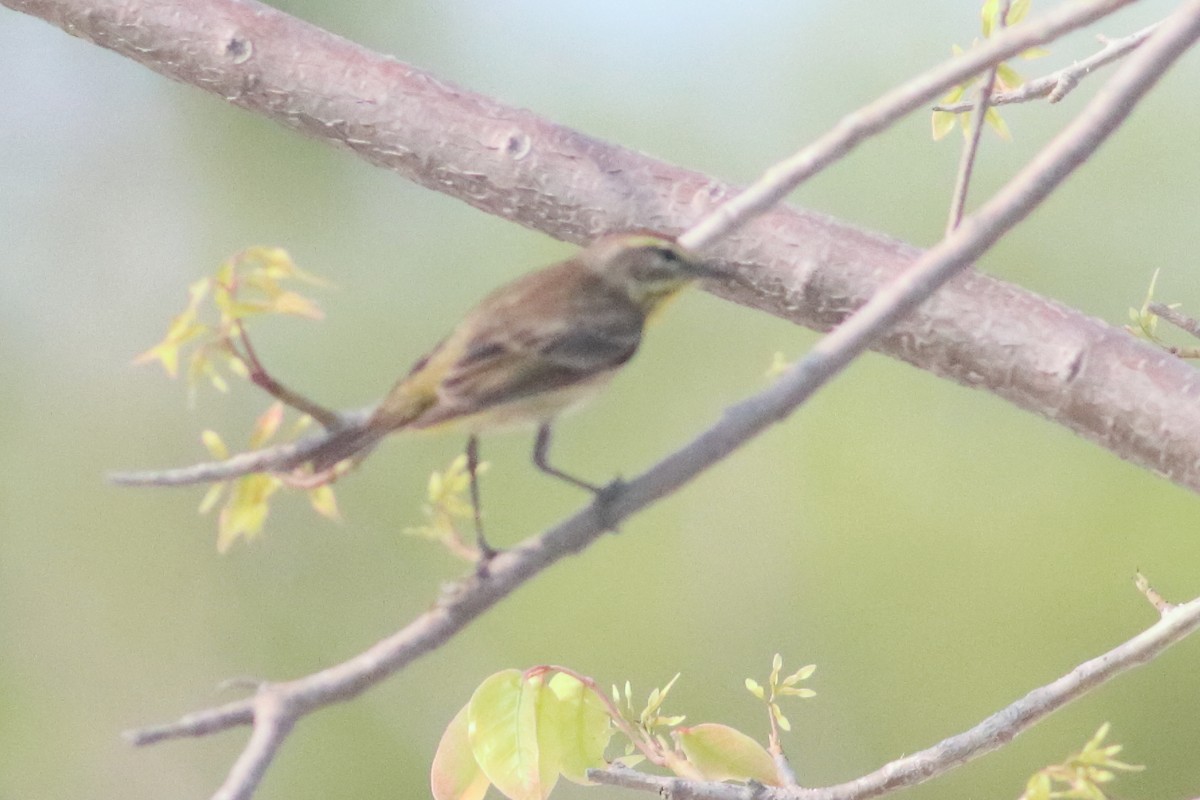Palm Warbler (Western) - ML638241462