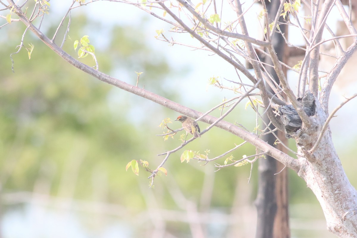 Palm Warbler (Western) - ML638241463