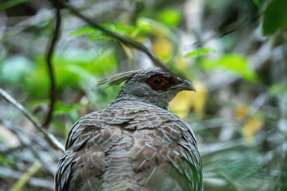 Kalij Pheasant - ML638241466