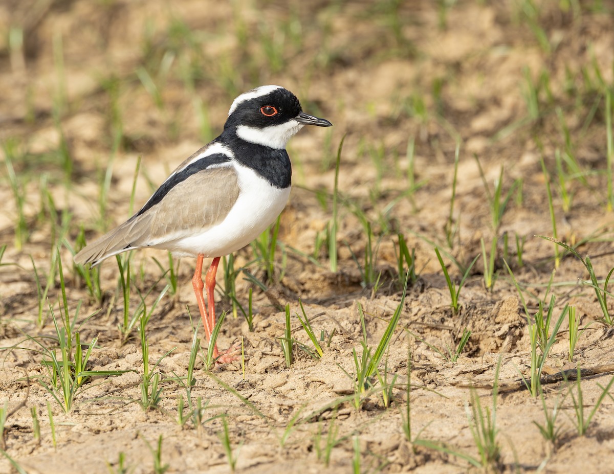 Pied Plover - ML638241484