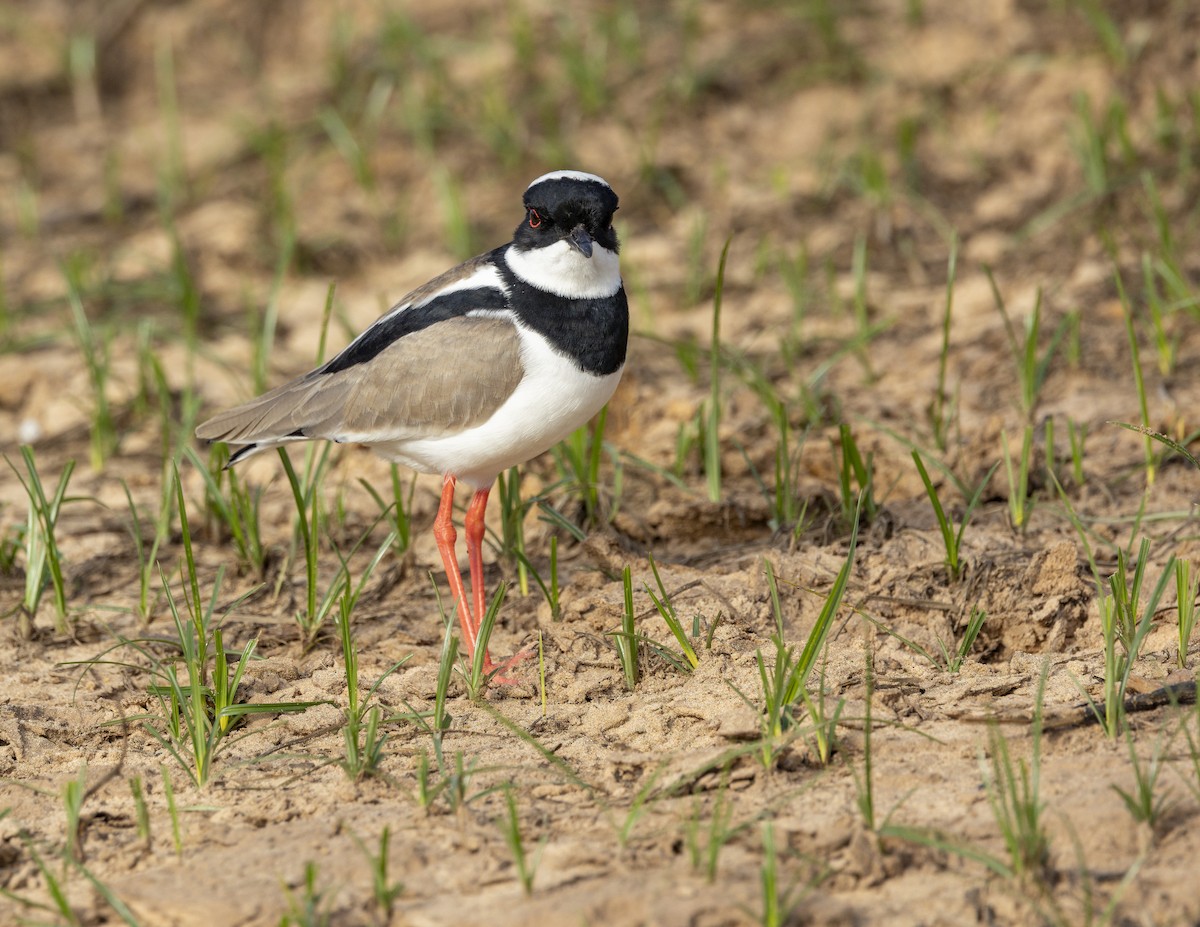 Pied Plover - ML638241485