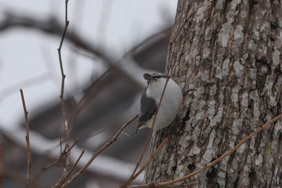 Eurasian Nuthatch - ML638241496