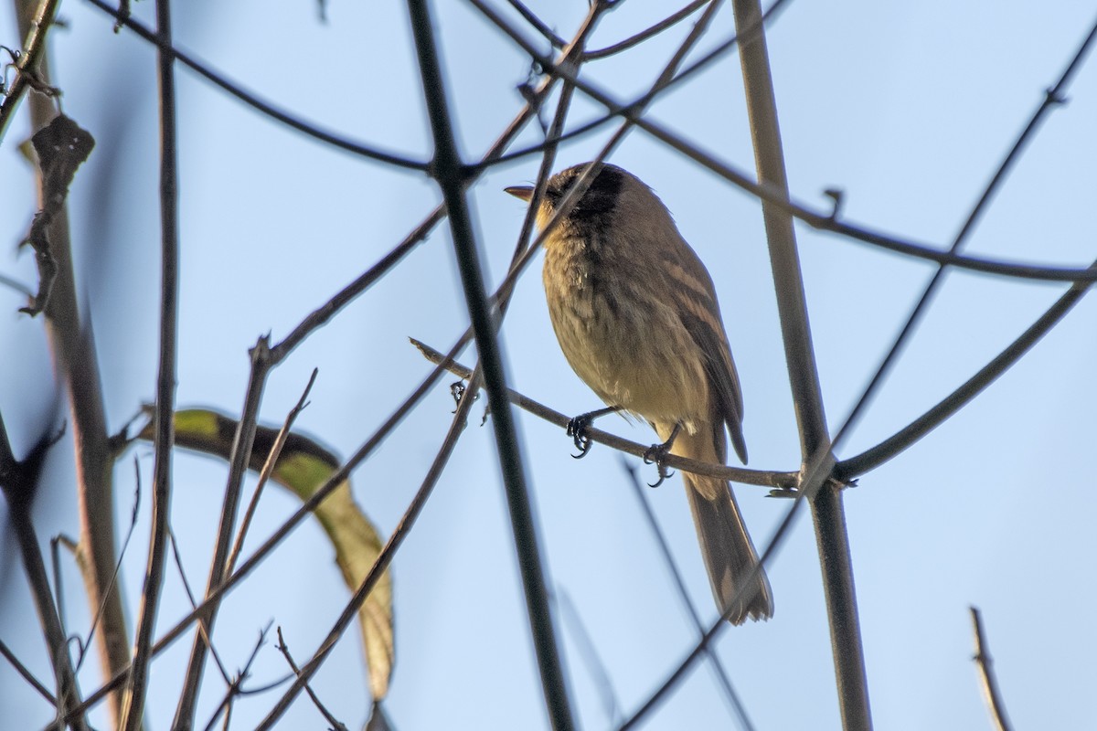 Bran-colored Flycatcher - ML638241507