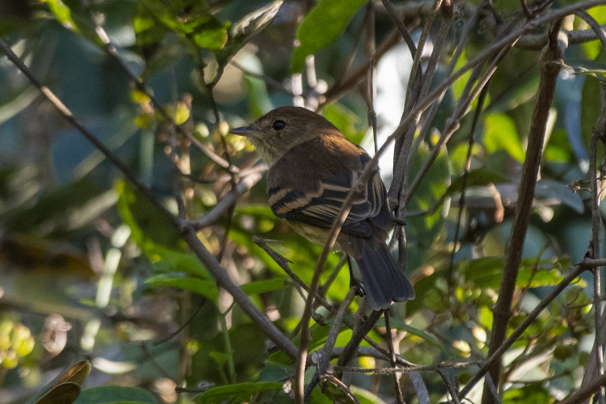 Bran-colored Flycatcher - ML638241508