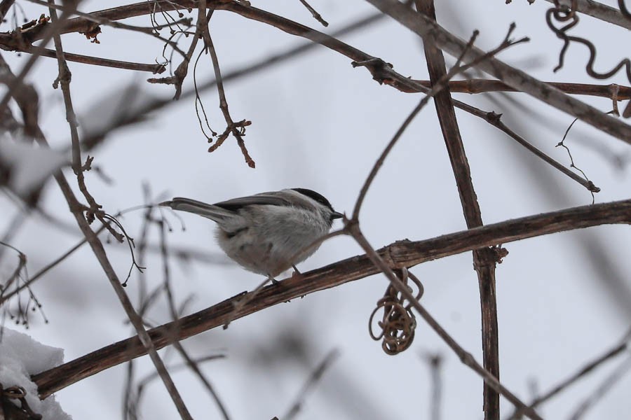 Marsh/Willow Tit - ML638241519