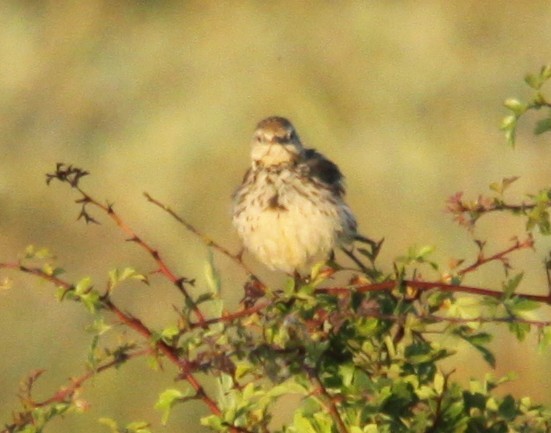 Meadow Pipit - ML638241539