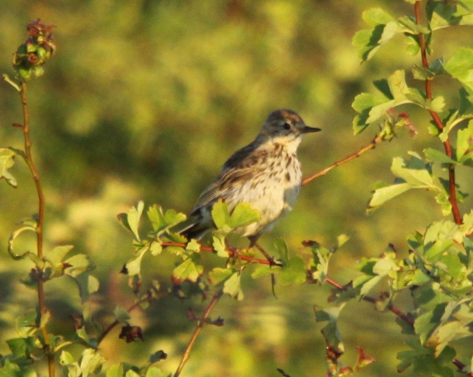 Meadow Pipit - ML638241541