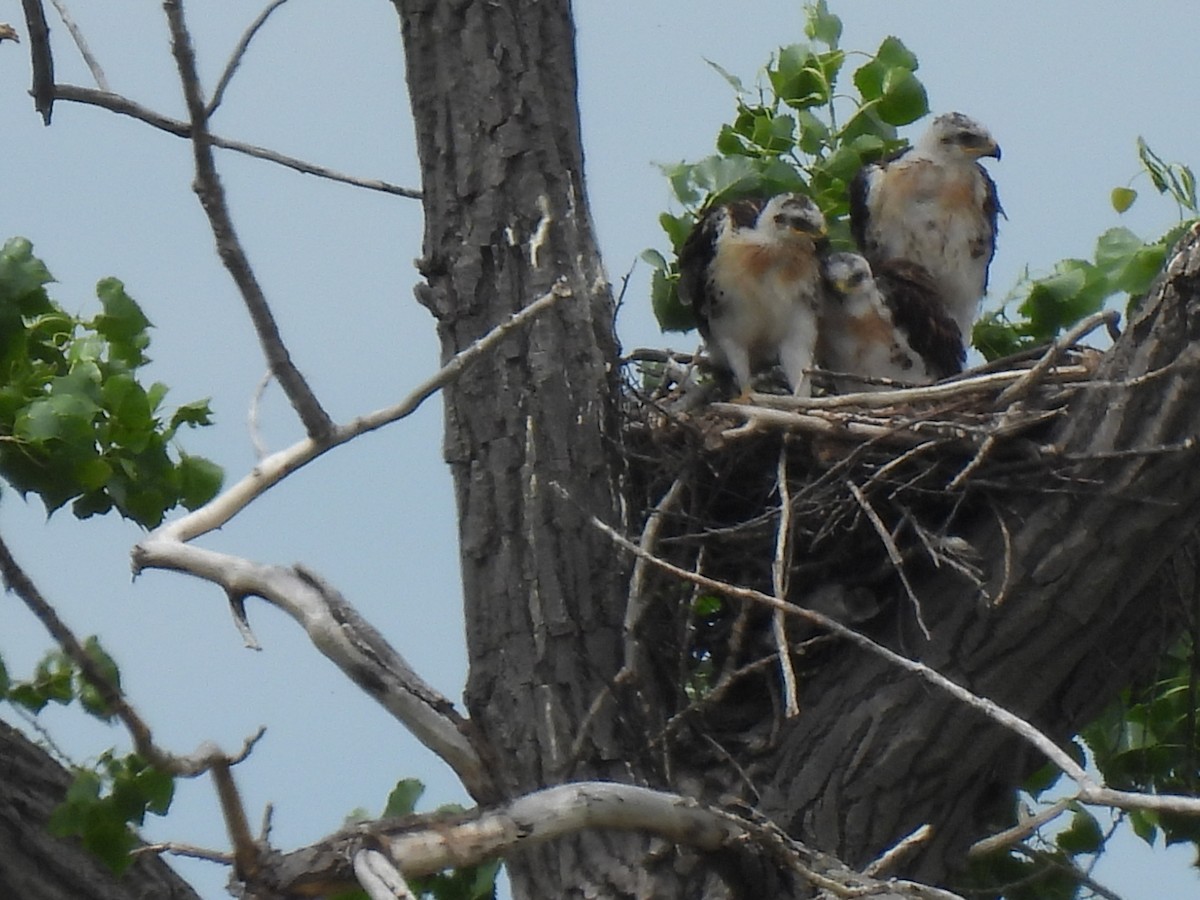 Ferruginous Hawk - ML638241551